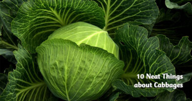 10 neat things about cabbages