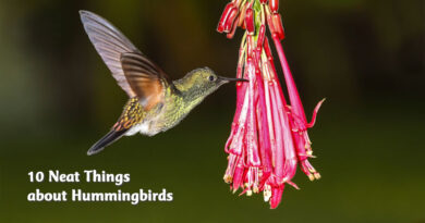 10 neat things about hummingbirds