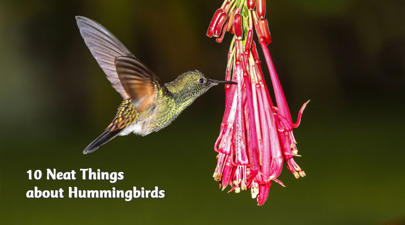 10 neat things about hummingbirds
