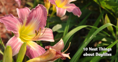 10 neat things about daylilies