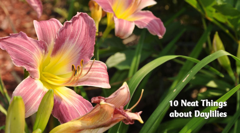 10 neat things about daylilies