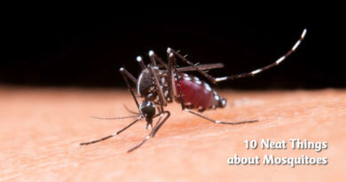 10 neat things about mosquitoes