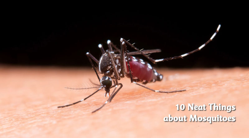 10 neat things about mosquitoes