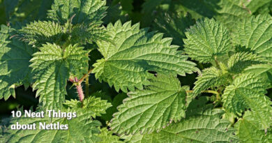 10 neat things about nettles