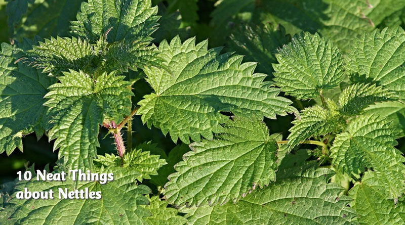 10 neat things about nettles