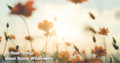 10 neat things about wildflowers