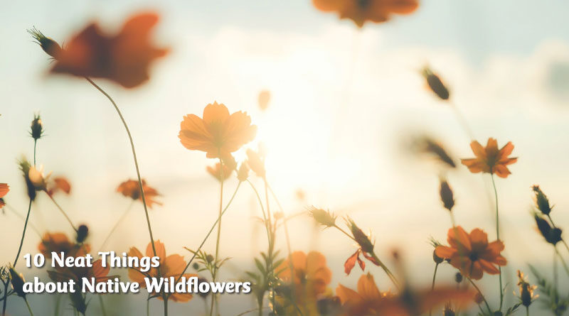 10 neat things about wildflowers