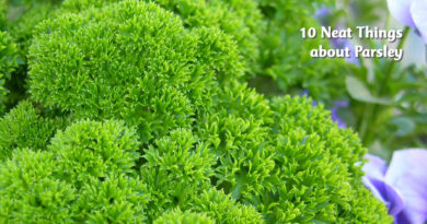 10 neat things about parsley