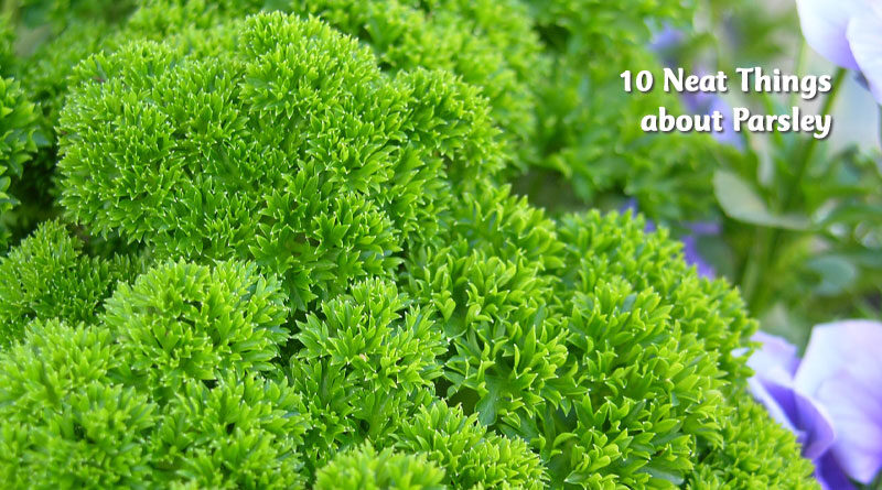 10 neat things about parsley
