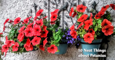 10 neat things about petunias