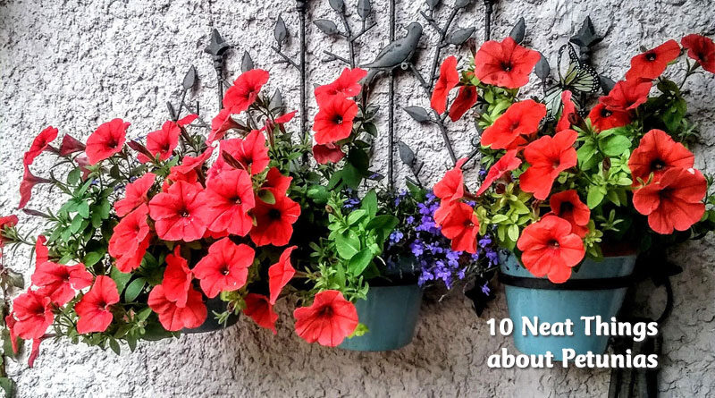 10 neat things about petunias