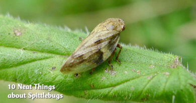 10 neat things about spittlebugs