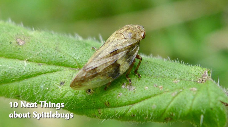 10 neat things about spittlebugs