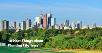 10 neat things about planting city trees