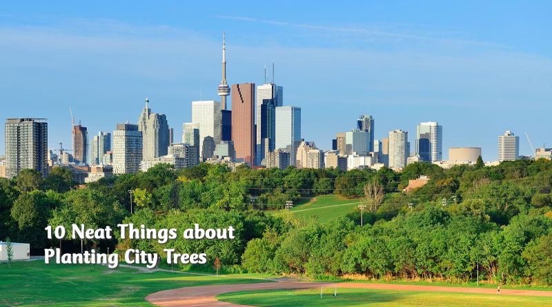 10 neat things about planting city trees