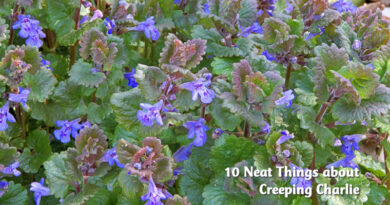 10 neat things about creeping charlie
