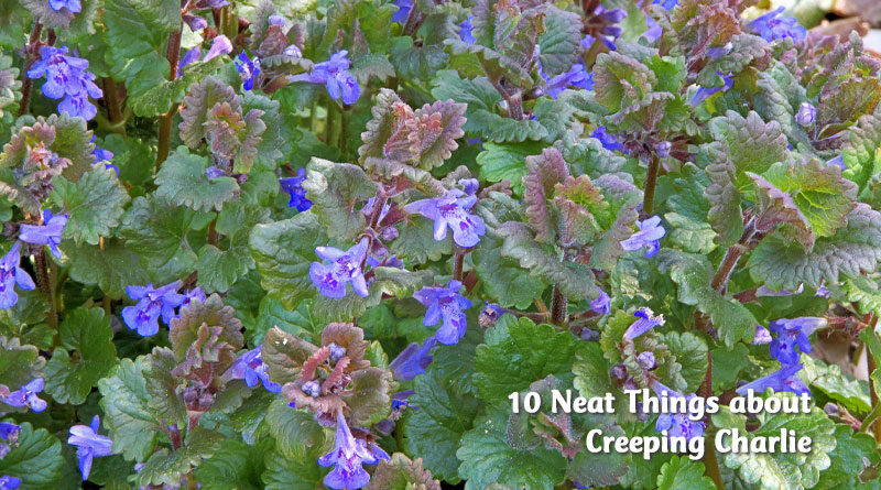 10 neat things about creeping charlie