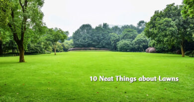 10 neat things about lawns