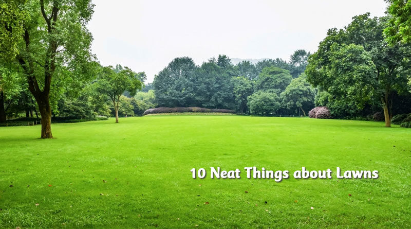 10 neat things about lawns