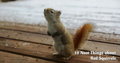 10 neat things about red squirrels