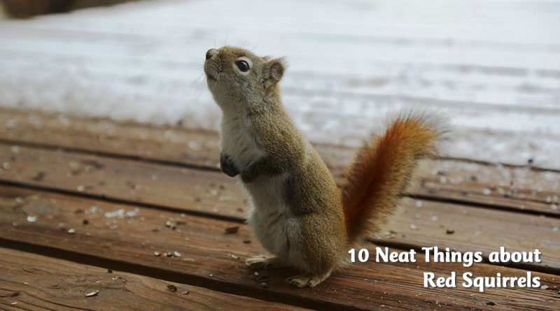 10 neat things about red squirrels