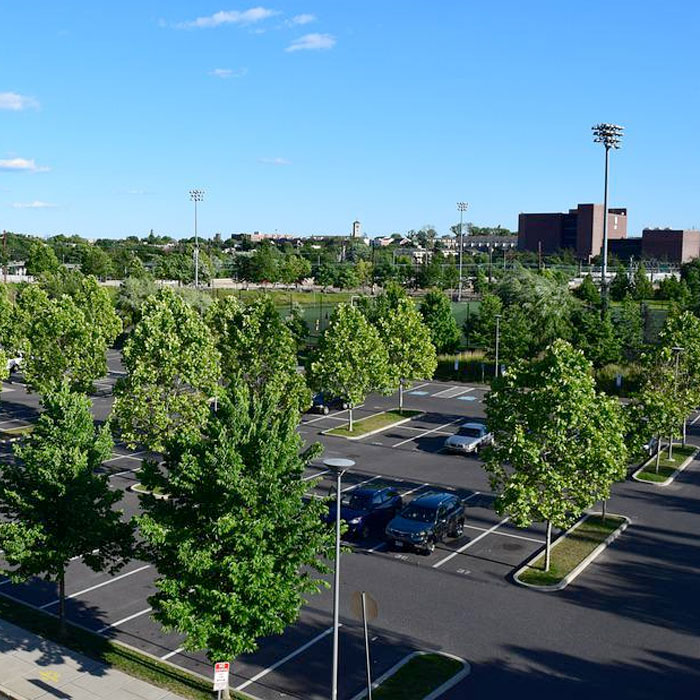 plant city trees in parking lots