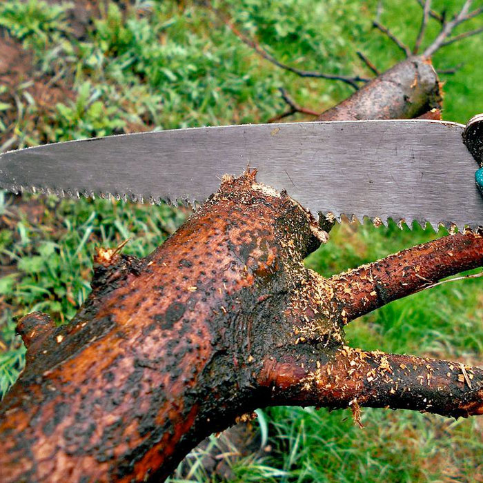 prune city trees