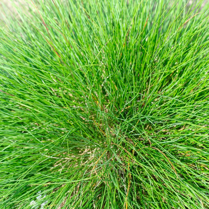 fescue