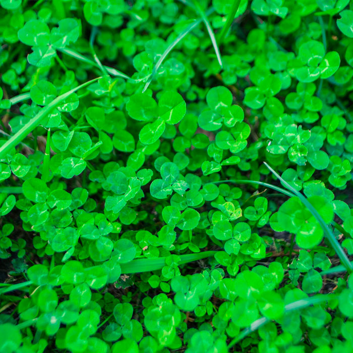 clover fixes nitrogen in the soil