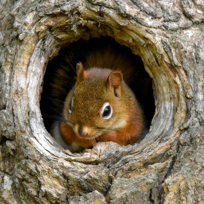 red squirrel in nest