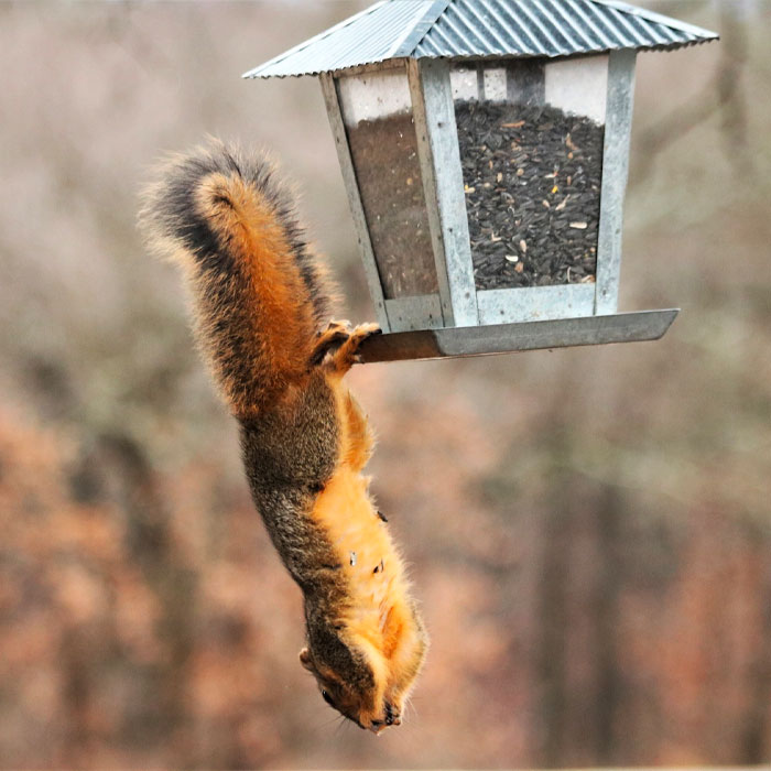 red squirrel bird feeder