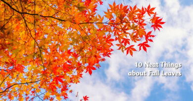 10 neat things about fall leaves