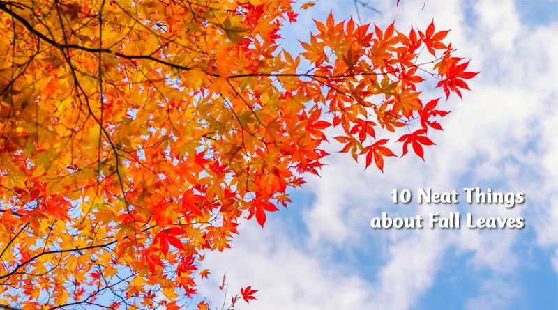 10 neat things about fall leaves