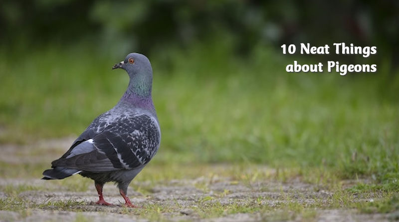 10 neat things about pigeons