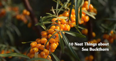 10 neat things about sea buckthorn