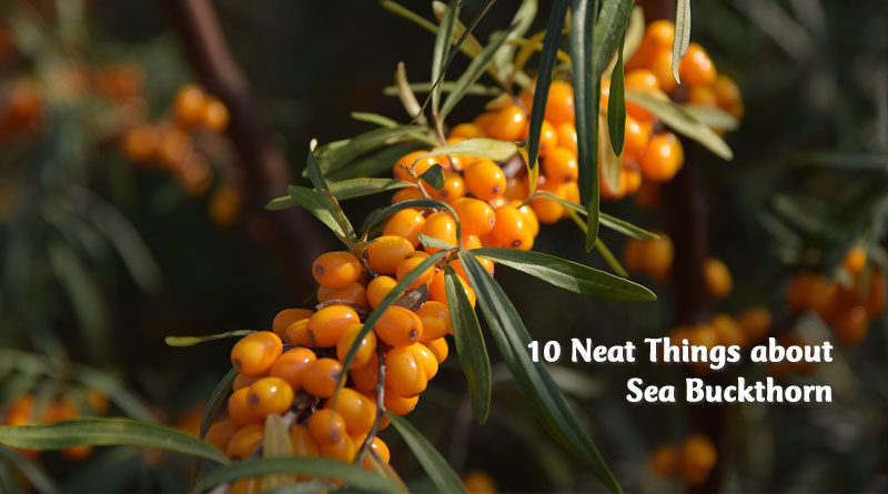 10 neat things about sea buckthorn