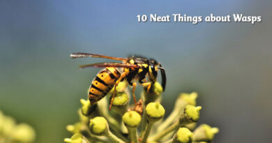 10 neat things about wasps