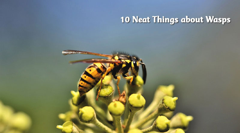 10 neat things about wasps