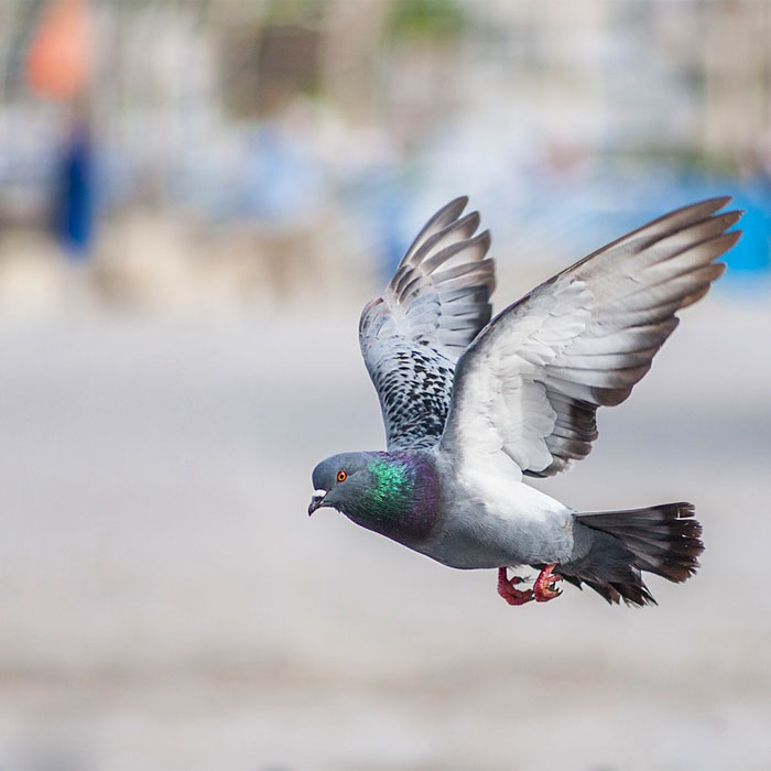 navigator pigeons