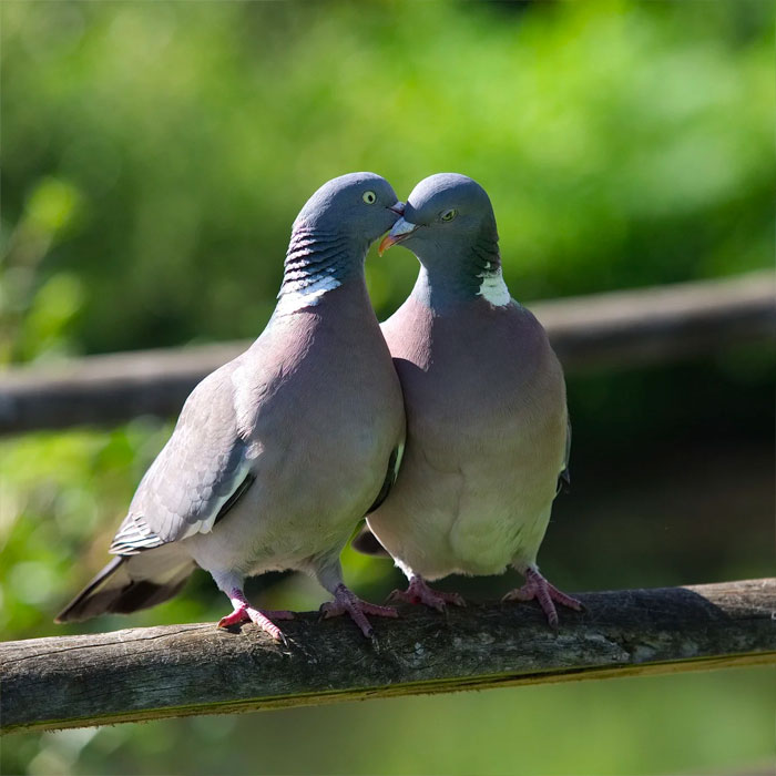 mating pigeons