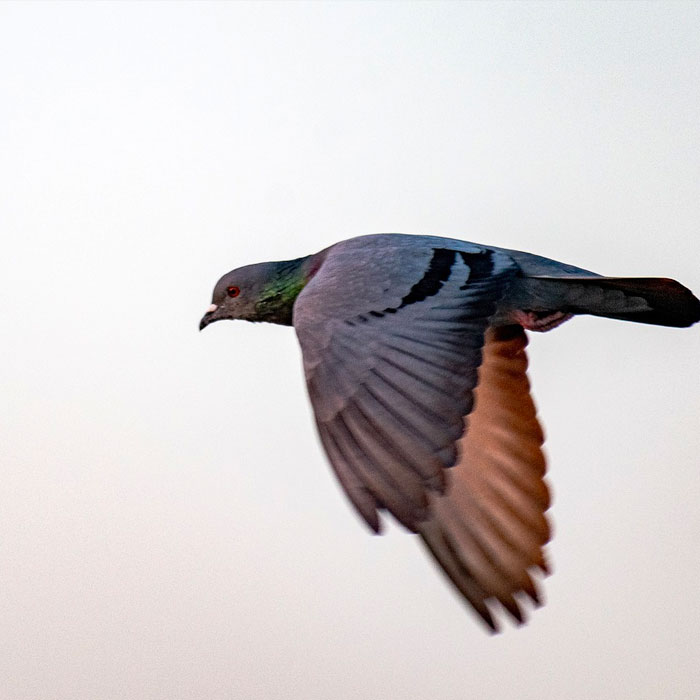 flying pigeon