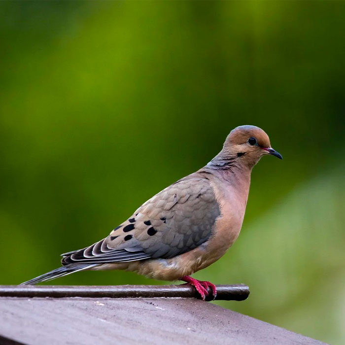 mourning dove
