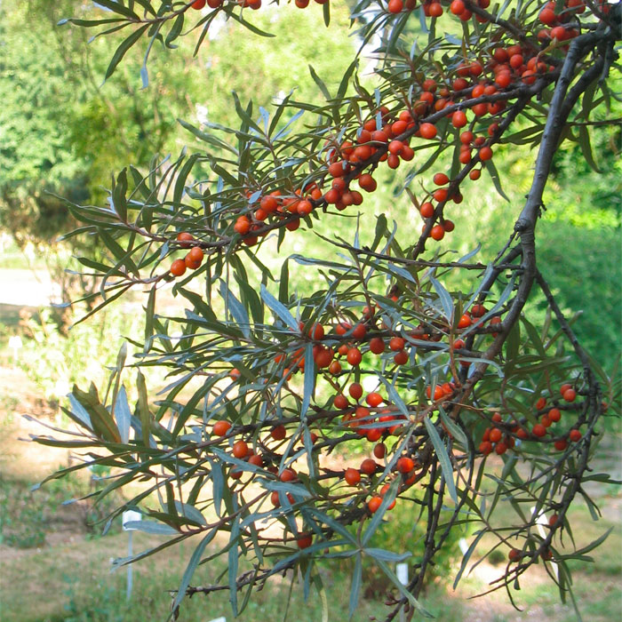 sea buckthorn