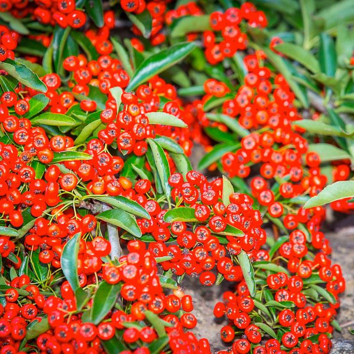 red sea buckthorn