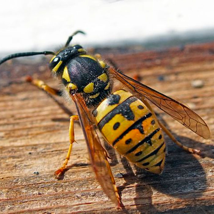 solitary wasp