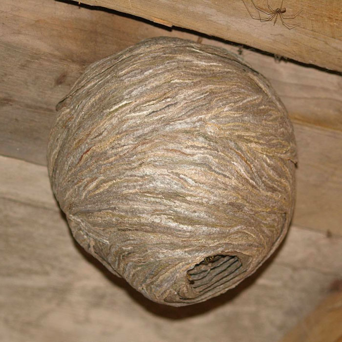 wasp nest