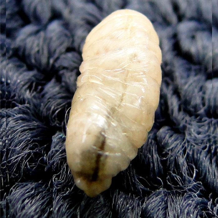 wasp larvae