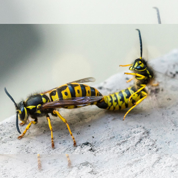 mating wasps