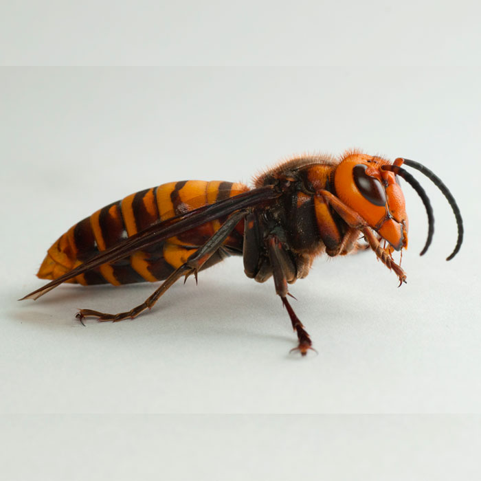 asian giant hornet