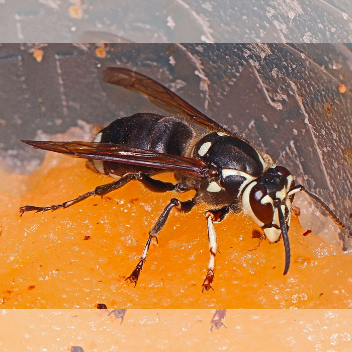 bald faced hornet